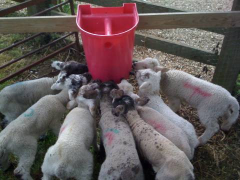 MILK BAR™ 7 Kid & Lamb Pink Feeder Hamby Dairy Supply